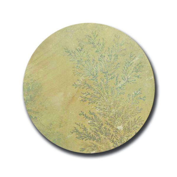 Fossil Buff Circle Fossil Buff Circle